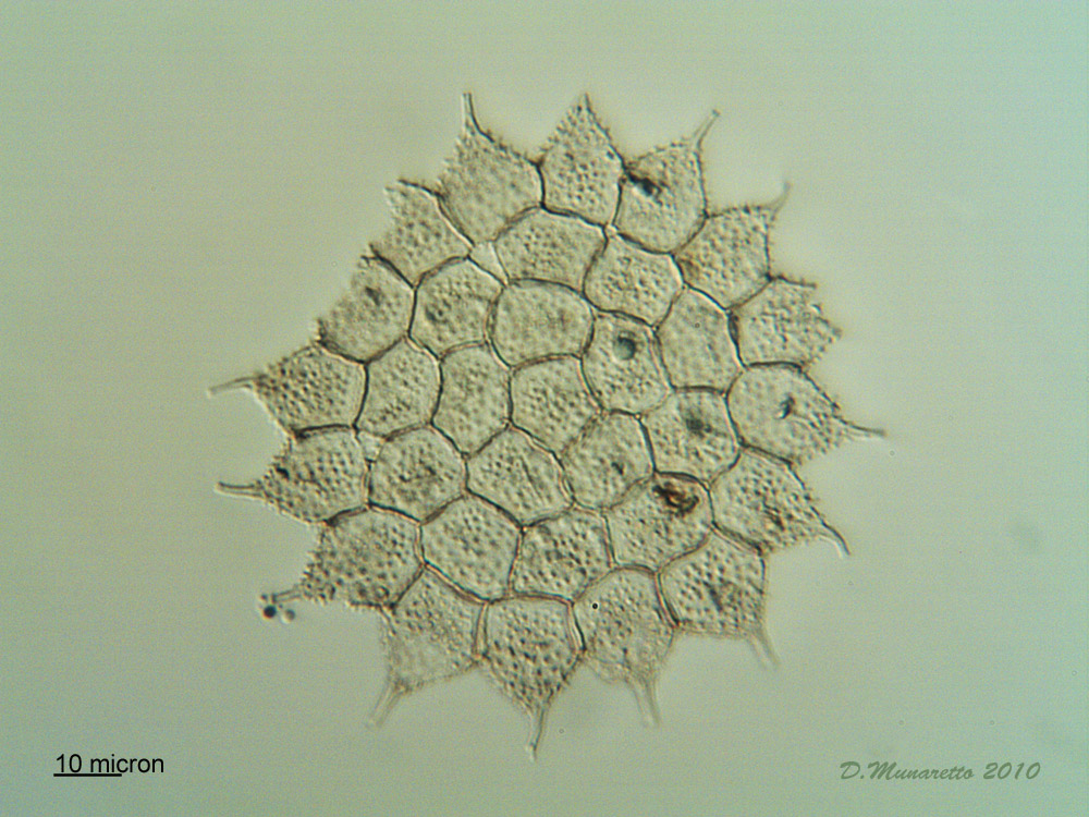 Pediastrum...skin!